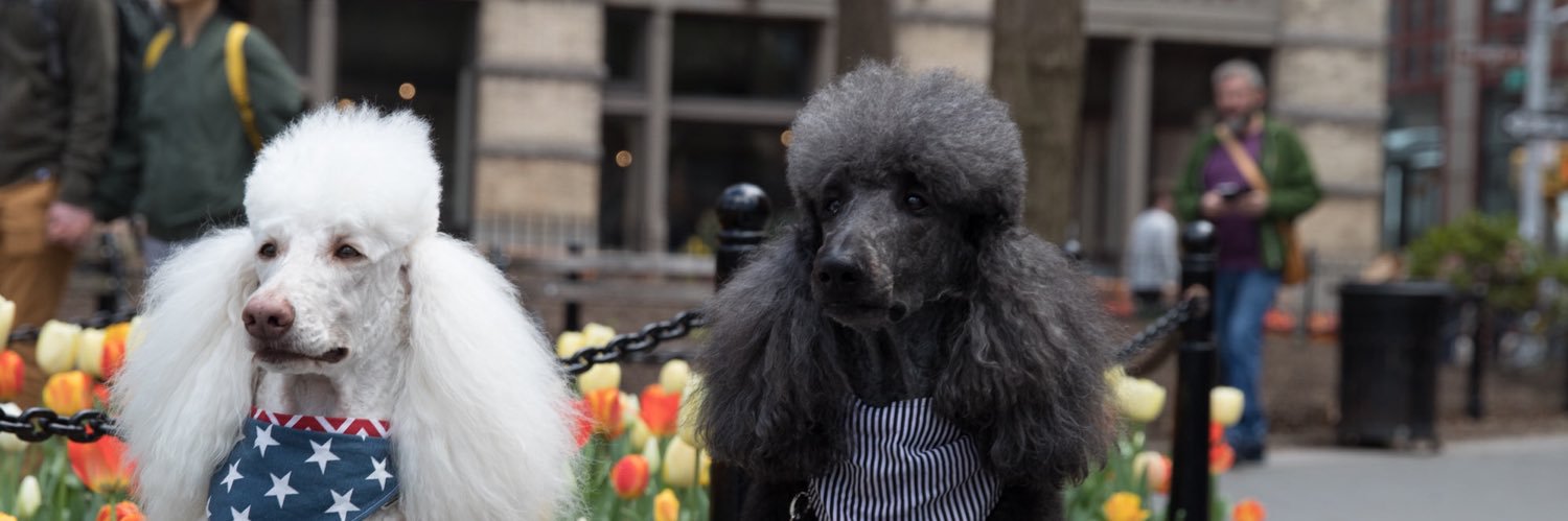 Stacy Loeb, MD banner