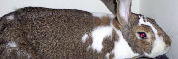 chromesthesia Profile Banner