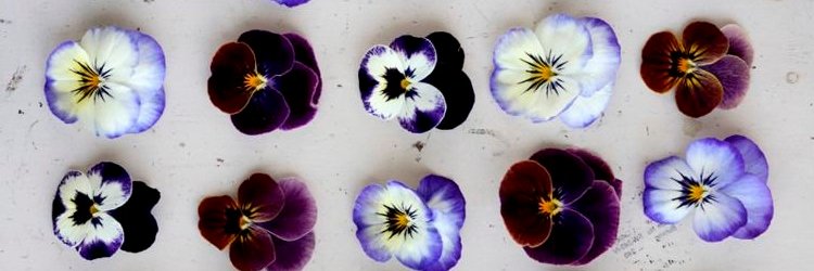 hothouseflower_'s profile banner image