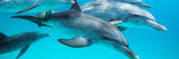 SJDolphins Profile Banner