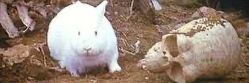 Peanut Buttercup banner