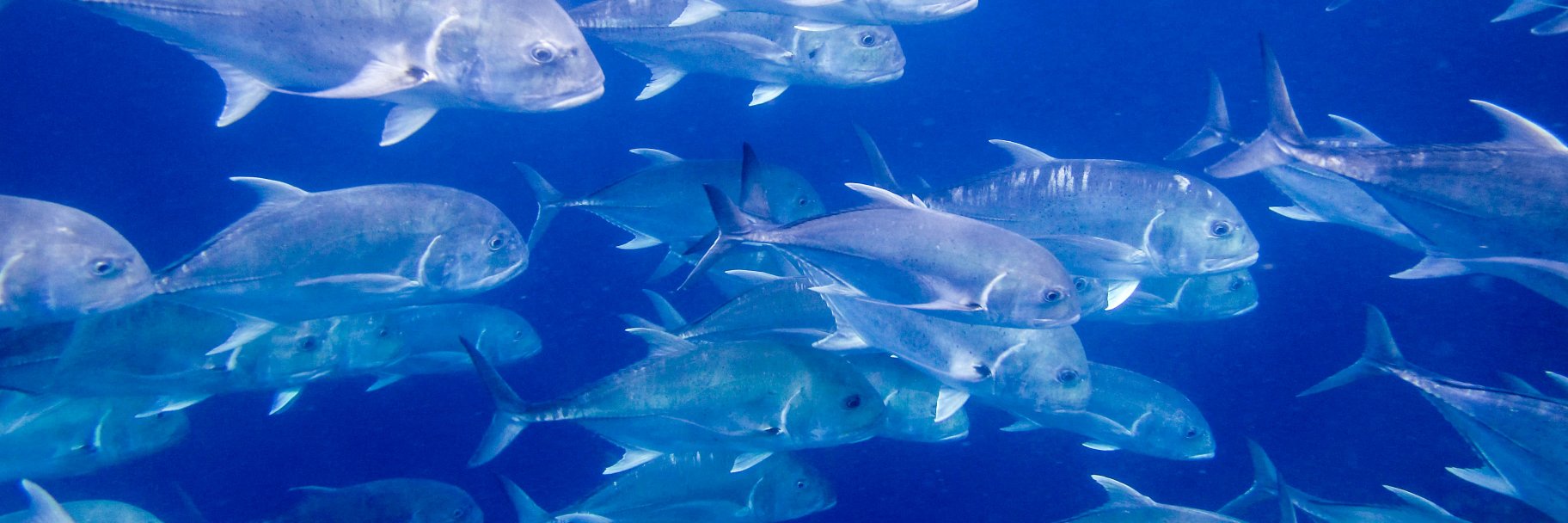 Dr. Taryn Laubenstein banner