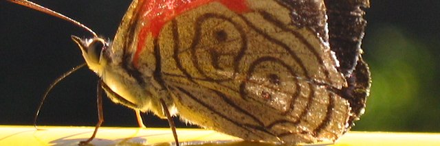 manolosserrano's profile banner image