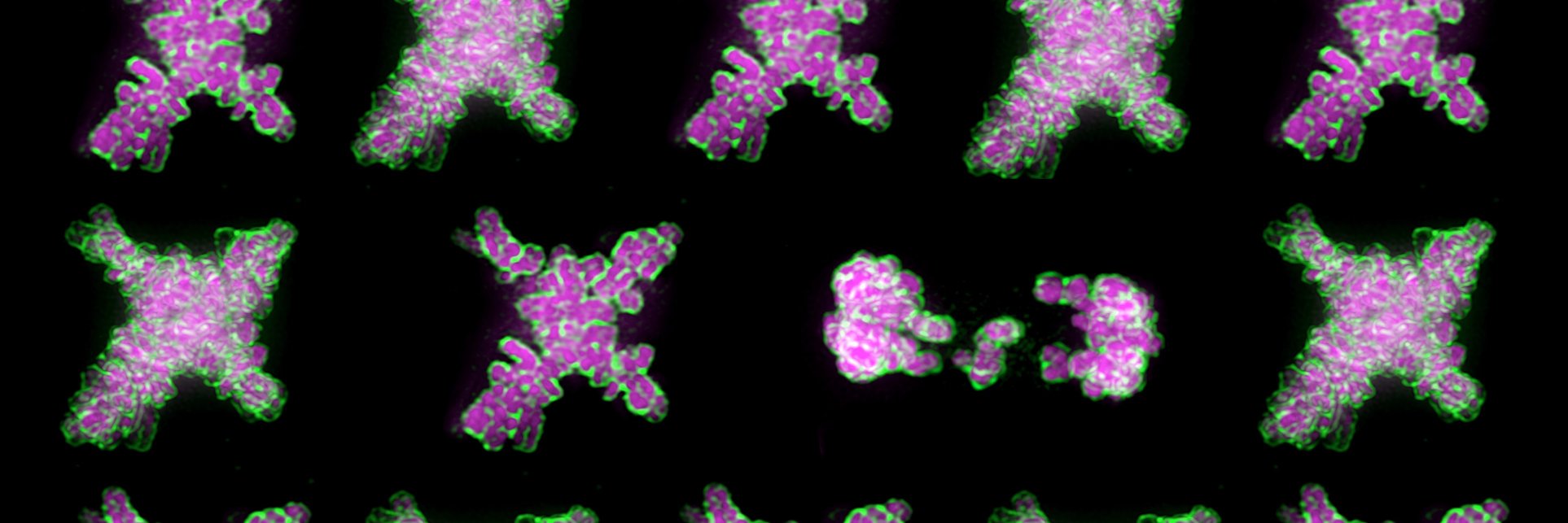 Georgia Kafer banner