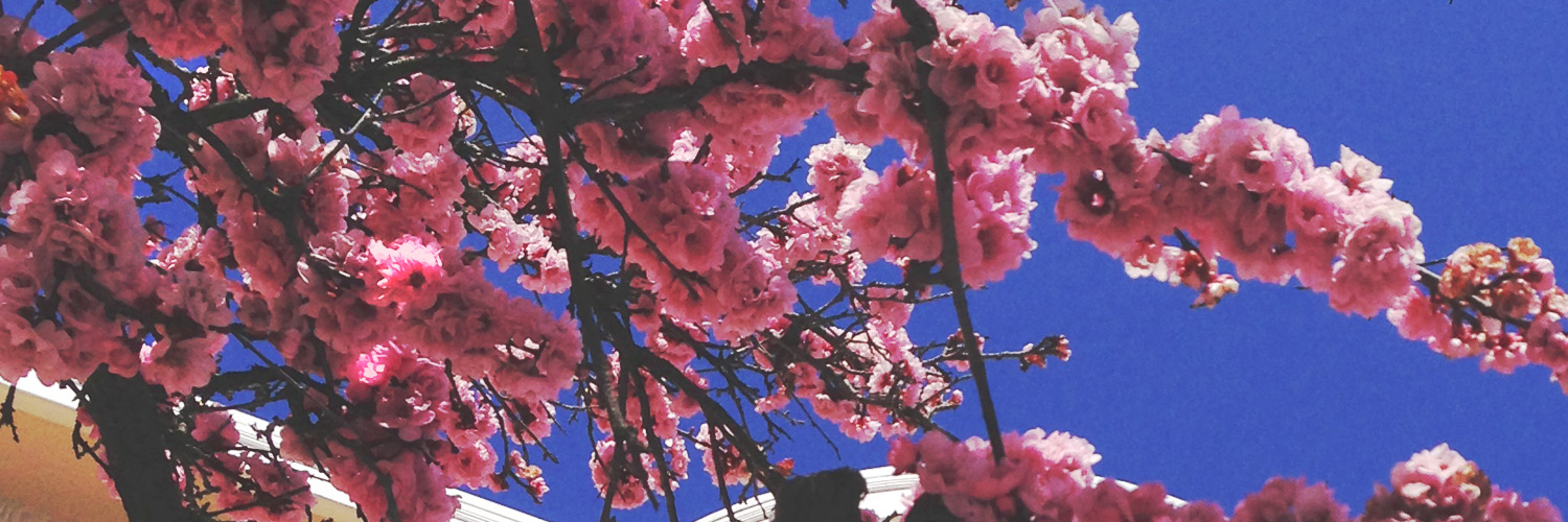 RRNursery's profile banner image