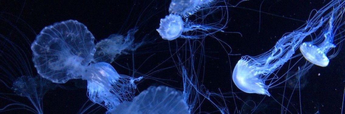 jellychik's profile banner image