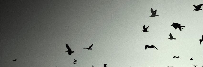 bterzi's profile banner image