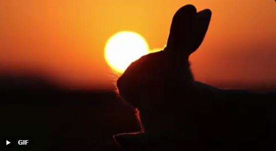 ✌️🐰imrno0b banner