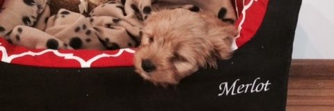 MerlotTheWonderDog🐶🐶🐶 banner