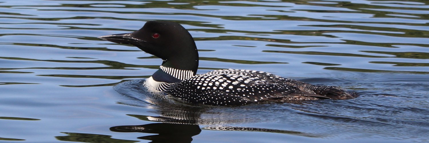 Sali A. Tagliamonte banner