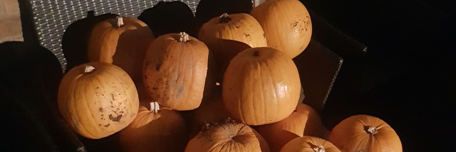 xmaspidge's profile banner image