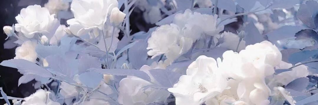 YueRyu_ banner
