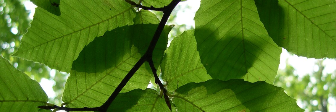 Optics of Photosynthesis Lab banner