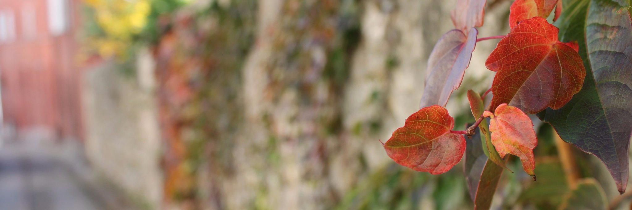 c_t_keane's profile banner image