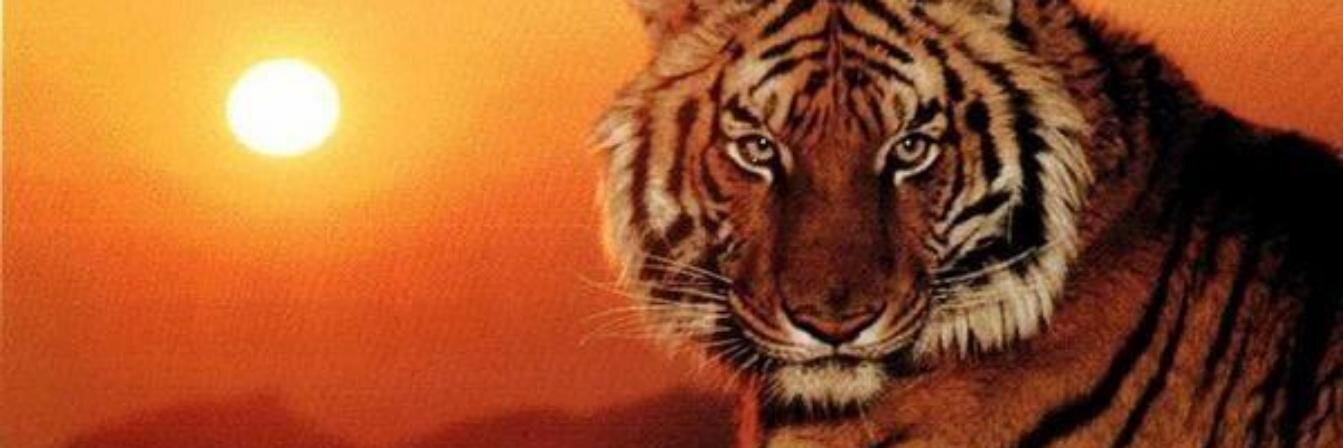 patiacu's profile banner image