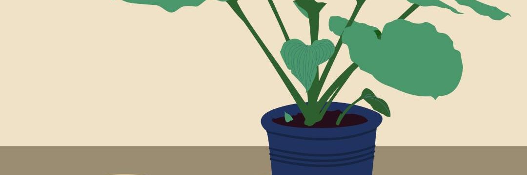 Angélique Boudeau banner