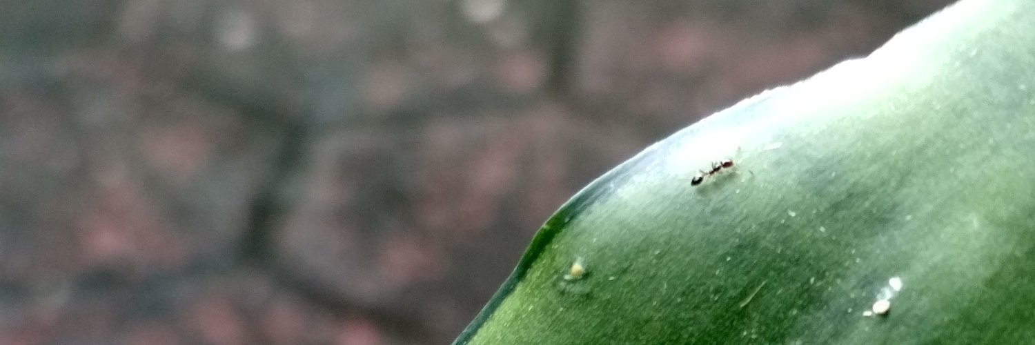 narnianarasa's profile banner image
