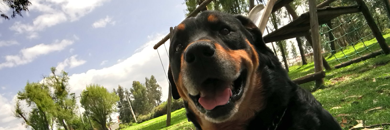 PameJonasEc's profile banner image