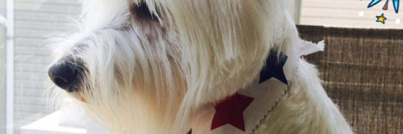 nestorjseda's profile banner image