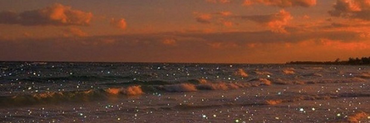 petitbeeri's profile banner image