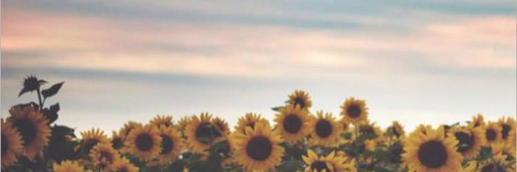 ShortforRandall's profile banner image