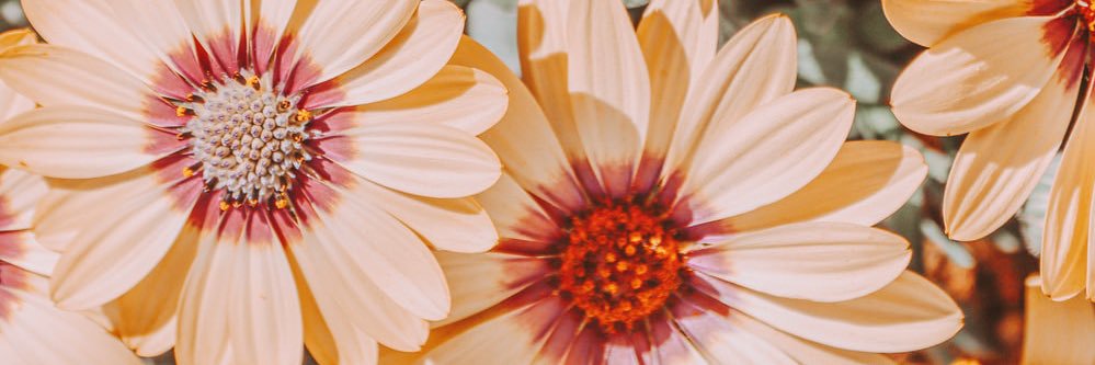 LaurElizabeth17's profile banner image
