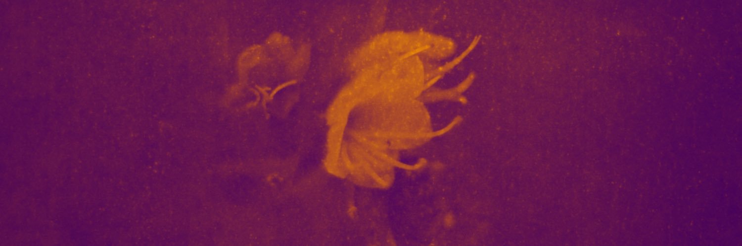 AmandaEspo's profile banner image