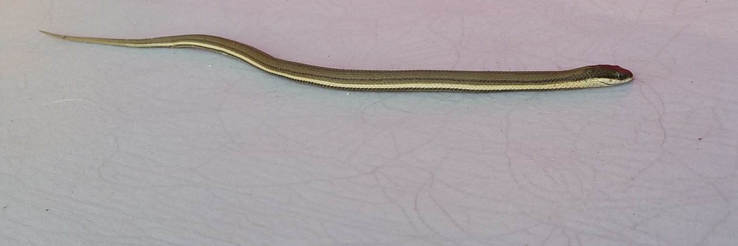 Blakecomedy's profile banner image