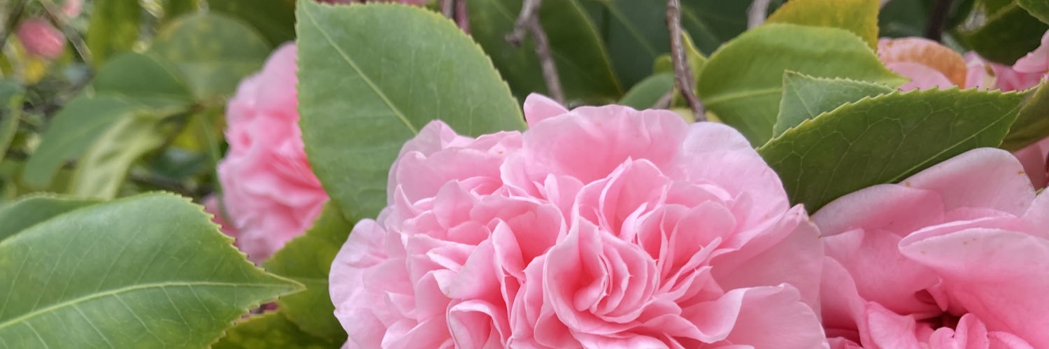 SweetshadeLane's profile banner image