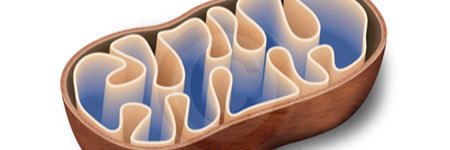 MitochondriaOW's profile banner image