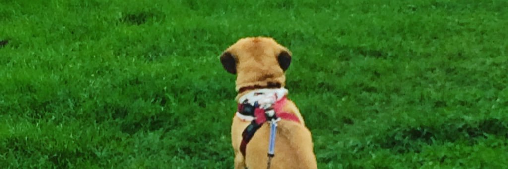 Pippa puggle banner