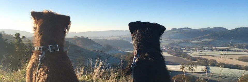 Patterdale Terriers banner