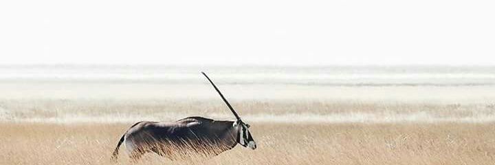 patrick_collinz's profile banner image