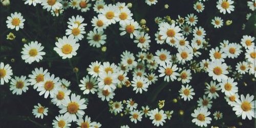 leousleous's profile banner image