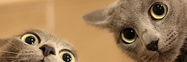 _ViralCats_ Profile Banner