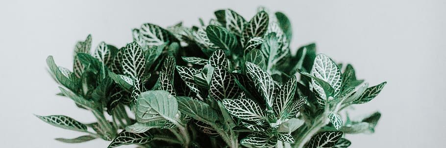 Mrs. Altobelli banner