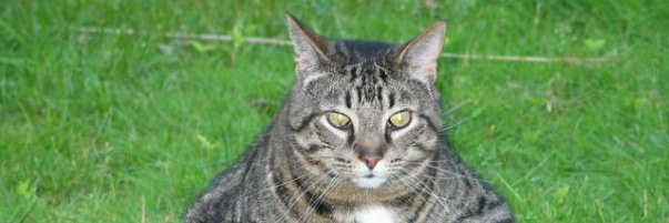 Christopher Munden banner