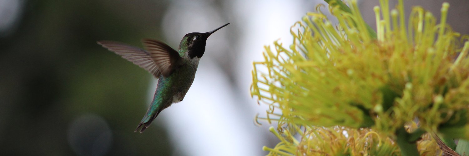 DecoyFlyer's profile banner image