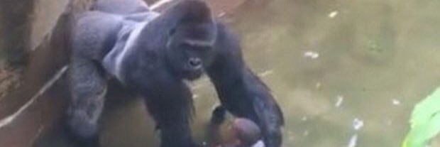 idiot mcdickmouth banner