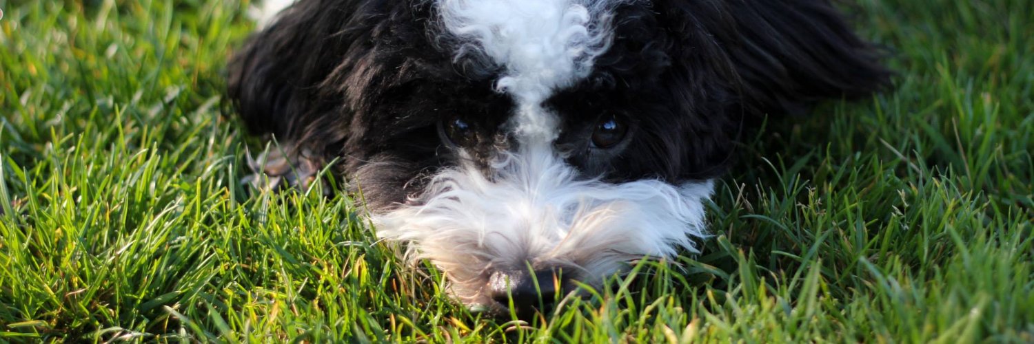 Jared Kim  banner