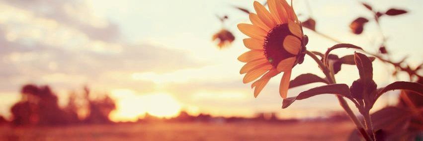 jillian_jandro's profile banner image