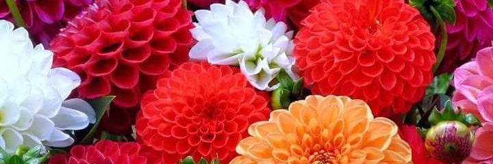 aleja886's profile banner image