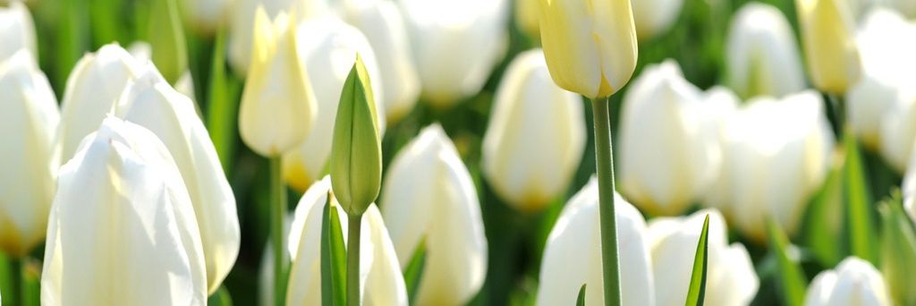 tammyclarke11's profile banner image