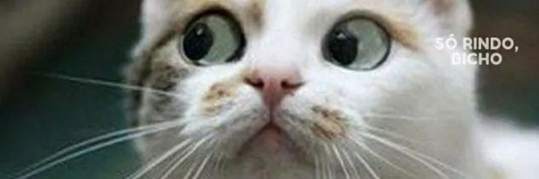 briciolimac's profile banner image