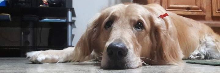 Geeri_Thomas's profile banner image