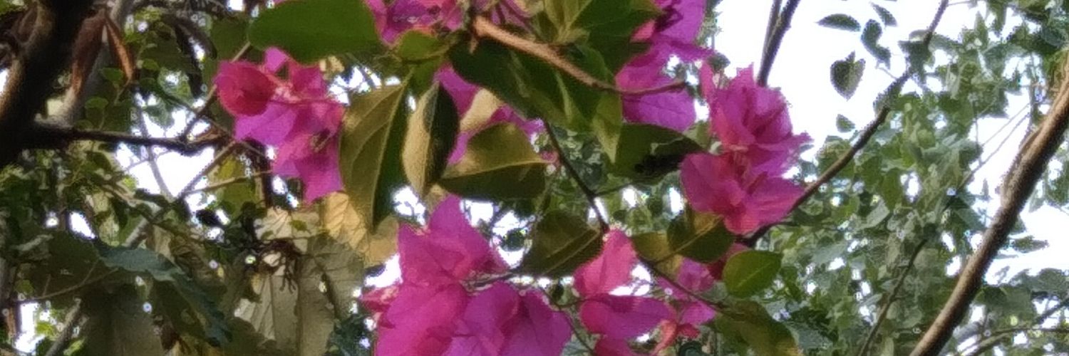 harinderpal's profile banner image