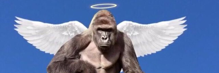 HeteroHarambe's profile banner image