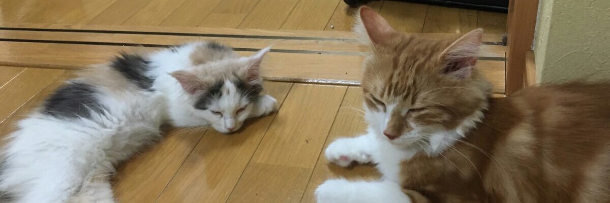 瀬戸浩志＠札幌在住プロレスラー banner