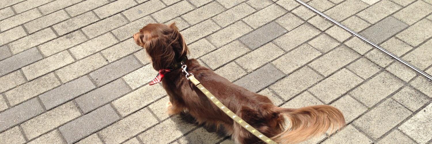 bond_honey's profile banner image