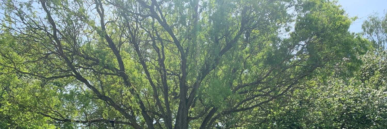 Prof Sam Lundrigan banner